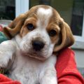 Beagle-Torte