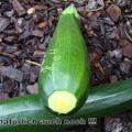 pikantes Zucchini Chutney