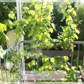 Sommer auf dem Balkon