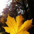 Sieben Sachen Sonntag - Der ist November da!