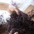 Die allerletzten Holunderbeeren