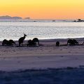 Cape Hillsborough National Park: Frühstück mit[...]