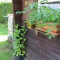Garten Ende Juni '16