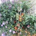 Urban Gardening 2.0