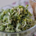 Sprossen-Gurken-Salat