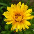 Heilkräuter - Ringelblume (Calendula[...]