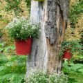 Neues Kleidchen für den alten Apfelbaum