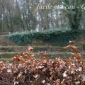 Ein besonderer Garten