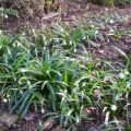 Garten Ende März '15
