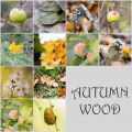 AUTUMN WOOD