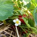 Erdbeeren Teil 2: Süß-Saurer Brotaufstrich