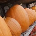 Oktober ist Kürbiszeit! 6 tolle Rezepte für den[...]