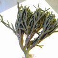 Ramallo de Mar