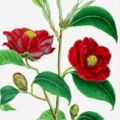 Eines für (fast) alles: Kamelienöl -[...]