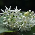 Wild Garlic & Wild Garlic and Cheese Focaccia[...]