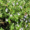 Garten Ende Oktober '16
