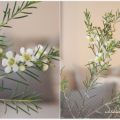 Waxflowers - Friday Flowerday # 6/14
