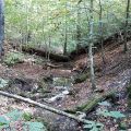 Entdeckungen beim Waldbaden