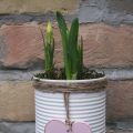 Dosenupcycling für den Frühling (DIY)