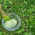Sauerampfer-Eis