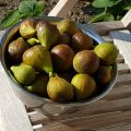 Saison für Feigen: Feigen-Orangen-Marmelade