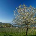 Urlaub auf dem Tisch: Das Beste vom Bodensee[...]