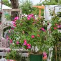 Veranstaltungstipp: Garden Life in Reutlingen