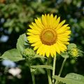 Kleine Sonnen im Garten und[...]