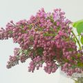 Friday Flowerday mit Flieder und eine[...]