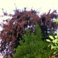 Der alte Birnbaum