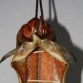 Pazifischer Lachs Geräuchert