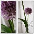 Friday Flower Allium