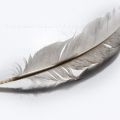 Feathers