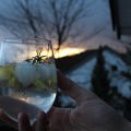 Gin & Tonic mit Rosenwasser und Rosmarin