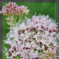 Naturnah... auch ohne eigenen Garten