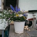 Eine Lieblingsbeschäftigung: Blumensträuße[...]