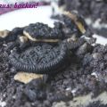 Pinteressiert mich: Cookies & Cream Cheesecake[...]