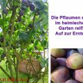 Heim@Küche - Pflaumen~Käseküchlein