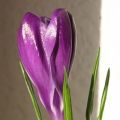 Krokusblüte