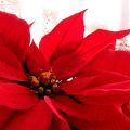 4. Dezember. Brakteen & co.