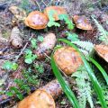 Pilze sammeln Teil 2 - Butterpilz und[...]