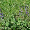 Sommerkräuter im Süden - Teil 2
