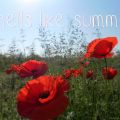 smells like summer