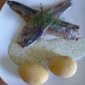 Matjes  