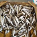 Kleine Fische