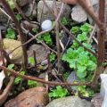 Garten Ende Februar '16