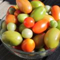Letzte Tomatenernte