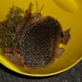 der 200g Igel