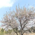 Mandelblüte - floración del almendro