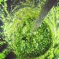 Basics: grünes Pesto